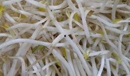 怀孕初期吃籽瓜,籽瓜助力健康孕育之旅