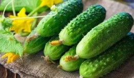 地里还有多少瓜可以吃