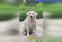 吃瓜狗出现事件,揭秘网络热点的背后真相