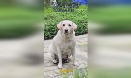 吃瓜狗出现事件,揭秘网络热点的背后真相