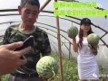 山东青岛吃瓜直播,一场味蕾与视觉的盛宴