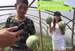 山东青岛吃瓜直播,一场味蕾与视觉的盛宴