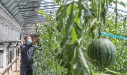 老陆吃瓜,揭秘娱乐圈幕后故事