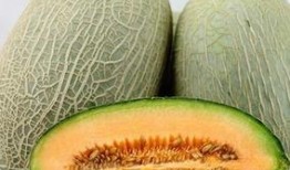 吃哈密瓜吃播,哈密瓜吃播，尽享夏日清新滋味