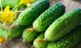 吃瓜星人必看吃瓜秘籍,吃瓜秘籍全解析