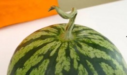 梦见妻子看瓜吃瓜,妻子共赏瓜果的温馨瞬间