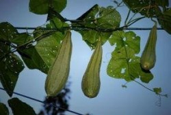 八棱瓜婴儿吃,宝宝辅食新选择，营养美味两不误