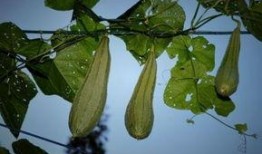 八棱瓜婴儿吃,宝宝辅食新选择，营养美味两不误