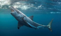 鲨鱼吃瓜吃鸡图片搞笑