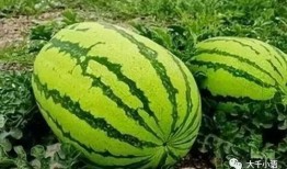 蒙阴有什么瓜吃,探寻当地特色瓜类美食之旅