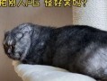 猫游戏吃瓜