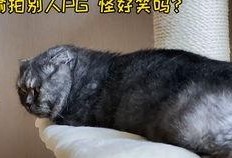 猫游戏吃瓜