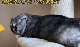 猫游戏吃瓜