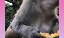 瓜蛙猿人是吃瓜的意思么