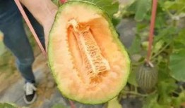 竟然吃自家的瓜,揭秘竟然吃自家瓜的惊人真相