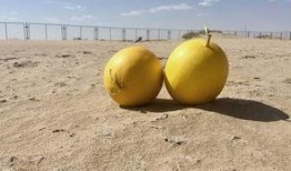 绿洲时间吃瓜,瓜田里的欢乐时光