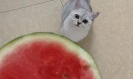 猫咪可以吃刺梨瓜吗,营养与安全的探讨