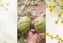 吃双瓜腰疼吗,揭秘夏日饮食健康陷阱