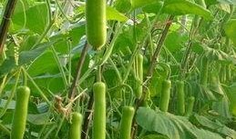 湖北吃瓠瓜吗,湖北人爱吃瓠瓜的饮食习惯探秘