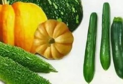 吃瓜的老灵魂,穿越时空的味蕾回忆