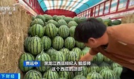 吃瓜自由水晶瓜