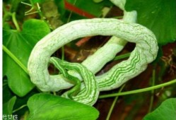 蛇瓜可以怎么吃,解锁健康美味新体验