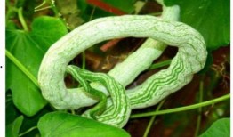 蛇瓜可以怎么吃,解锁健康美味新体验