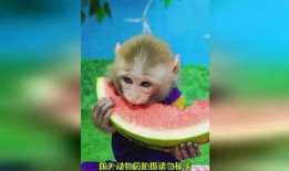 吃瓜的猴子大王,揭秘娱乐圈背后的秘密