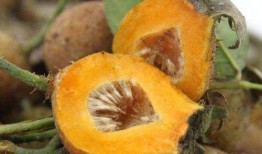 猫咪可以吃刺梨瓜吗,营养与安全的探讨