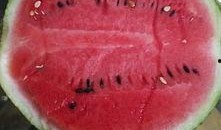 小伙下午吃瓜,小伙的悠闲下午时光