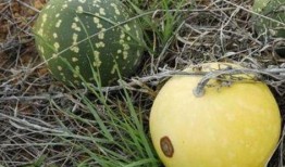 地里还有多少瓜可以吃