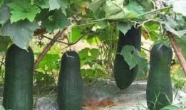 花间吃瓜,揭秘娱乐圈的甜蜜与苦涩