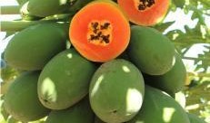 吃瓜可复美,揭秘可复美，让你轻松应对各种“瓜”场