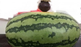 梦见大家吃瓜