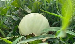 自然吃瓜,揭秘瓜果的神奇魅力与养生之道