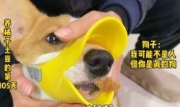 兽设吃瓜,揭秘动物界的趣味八卦