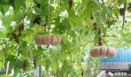 星落吃瓜,揭秘娱乐圈背后的秘密与八卦