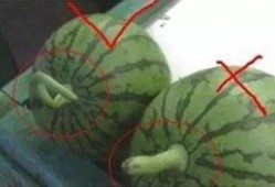 快速学习夏天吃瓜,瓜果飘香——夏日吃瓜攻略大揭秘