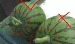 快速学习夏天吃瓜,瓜果飘香——夏日吃瓜攻略大揭秘