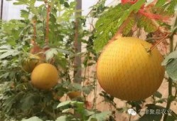 桃红吃大瓜,揭秘甜蜜背后的故事