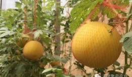 桃红吃大瓜,揭秘甜蜜背后的故事