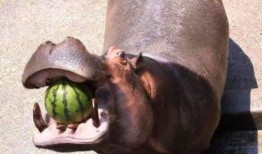 河马君带你吃瓜,揭秘娱乐圈那些事儿