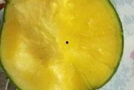 梦见吃黄瓤瓜,黄瓤瓜的神秘寓意解析