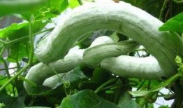 蛇瓜可以怎么吃,解锁健康美味新体验