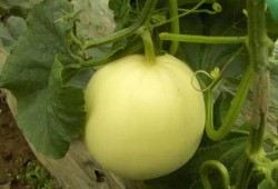 吃瓜小生活,揭秘娱乐圈幕后故事