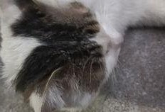 校园吃瓜猫,揭秘校园里的那些“瓜”