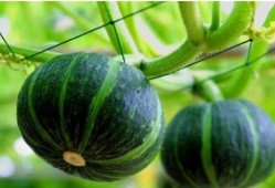 贝贝瓜炒着吃还有营养吗,贝贝瓜炒制美味与营养并存