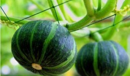 贝贝瓜炒着吃还有营养吗,贝贝瓜炒制美味与营养并存