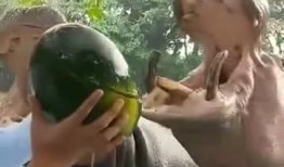 吃瓜的老灵魂,穿越时空的味蕾回忆