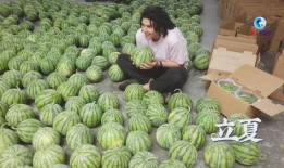 成都世界线吃瓜,吃瓜群众的美食探秘之旅